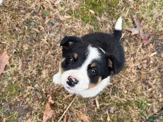Australian Cattle Dog dogs Australian Cattle Dog Puppy 4 - Ad 6