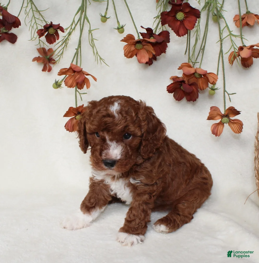 Cavapoo dogs for sale: Tucker - Ad 2