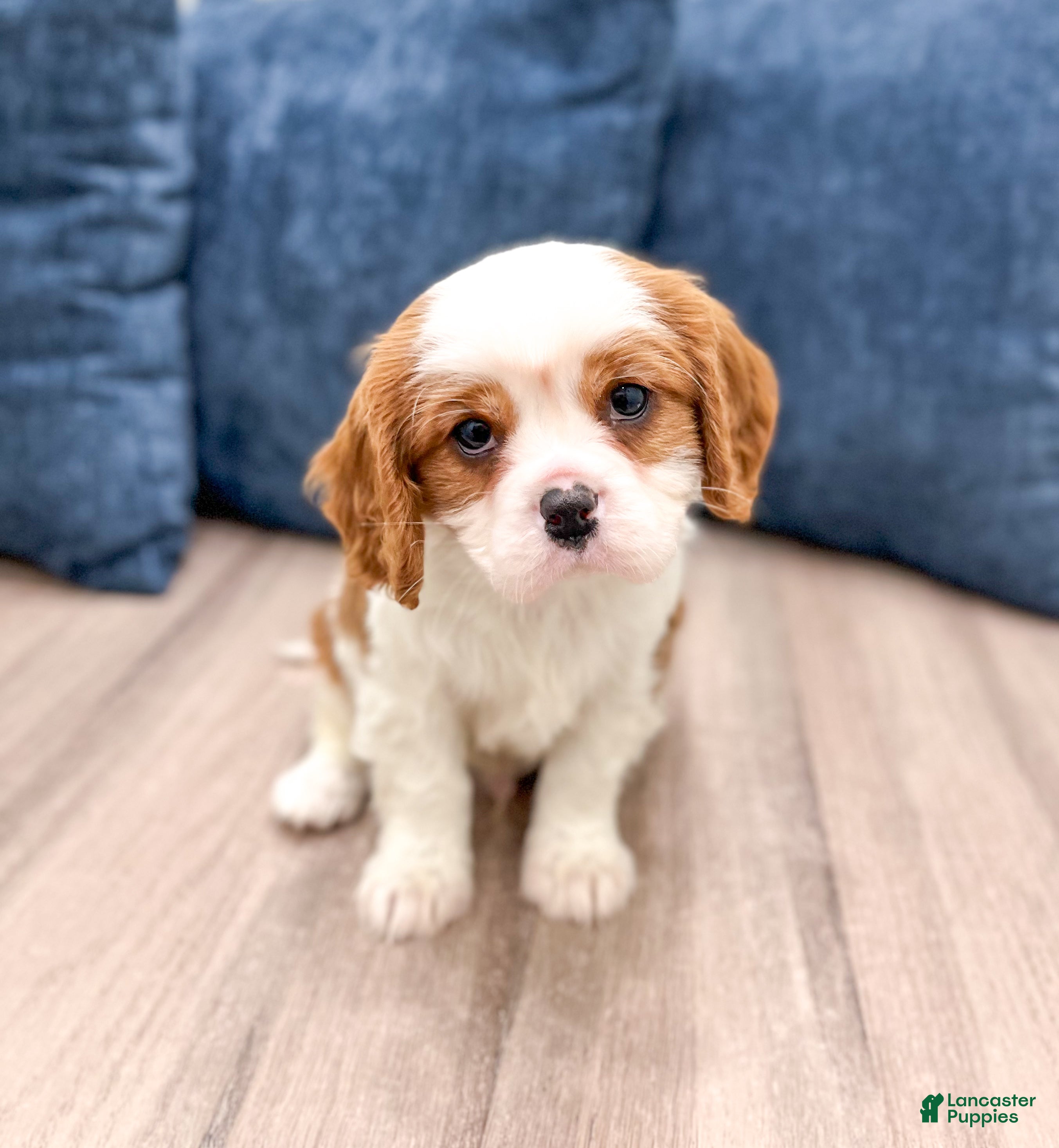 Cavalier King Charles Spaniel dogs Valor - Ad 2