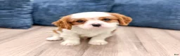 Cavalier King Charles Spaniel dogs for sale: Valor - Ad 1