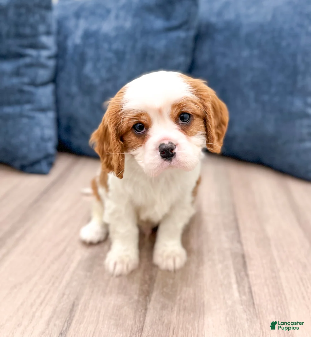 Cavalier King Charles Spaniel dogs for sale: Valor - Ad 1