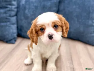Cavalier King Charles Spaniel dogs Valor - Ad 2