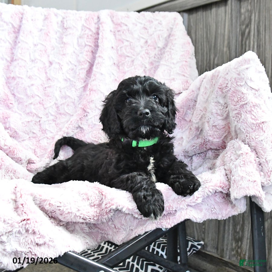 Cockapoo dogs Buddy - Ad 40