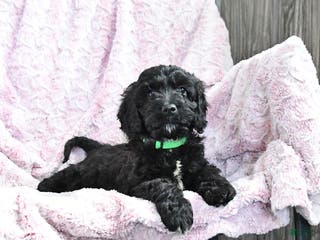 Cockapoo dogs Buddy - Ad 12