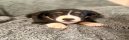 Australian Shepherd dogs for sale: Hermione - Ad 3