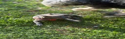 Cane Corso dogs for sale: Cane Corso Puppy 1 - Ad 4