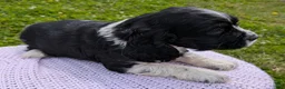 Cocker Spaniel dogs for sale: Yarrow - Ad 4