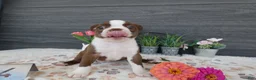 Boston Terrier dogs for sale: Boston Terrier 4 Gracy - Ad 4