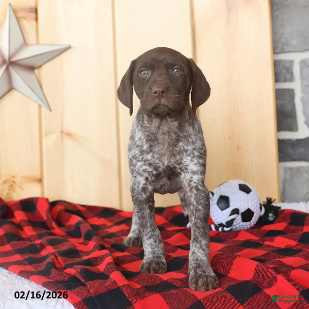 German Shorthaired Pointer dogs for sale: Daisy - Ad 3