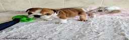 English Bulldog dogs for sale: Rubix Special Needs  - Ad 2