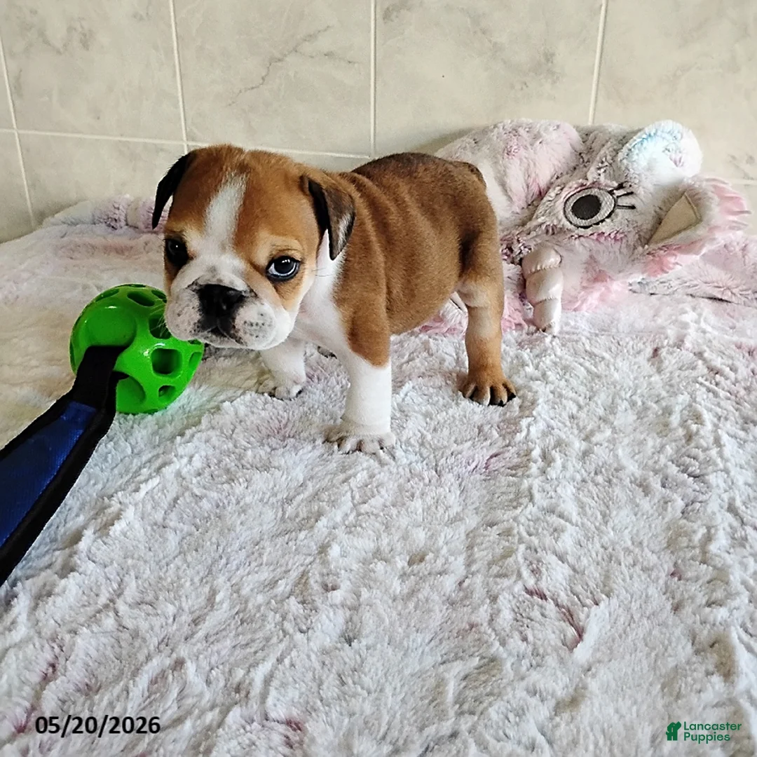 English Bulldog dogs for sale: Rubix Special Needs  - Ad 2