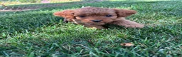 Cavapoo dogs for sale: Daisy - Ad 6