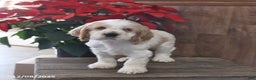 Cocker Spaniel dogs for sale: Happy - Ad 3