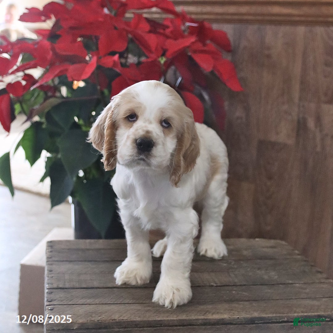 Cocker Spaniel dogs for sale: Happy - Ad 3