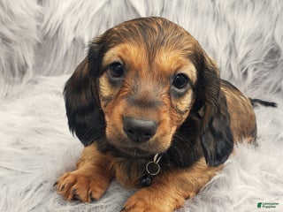 Miniature Dachshund dogs - Ad 7
