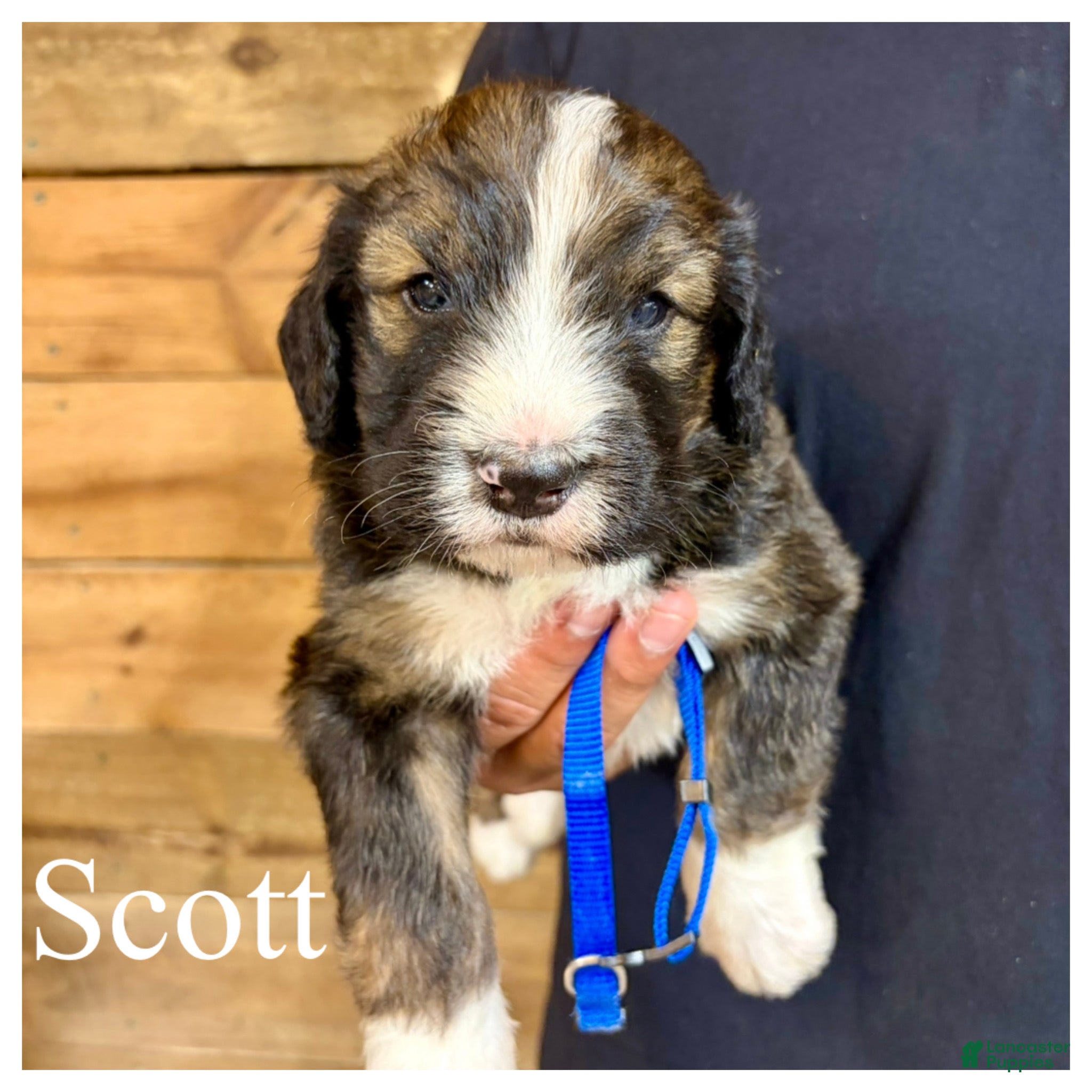 Bernedoodle dogs Scott- Standard F1 - Ad 42