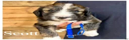 Bernedoodle dogs for sale: Scott- Standard F1 - Ad 4