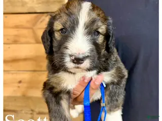 Bernedoodle dogs Scott- Standard F1 - Ad 42