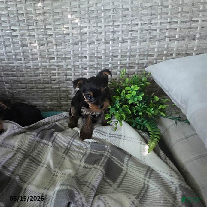 Yorkshire Terrier dogs Bonnie - Ad 41