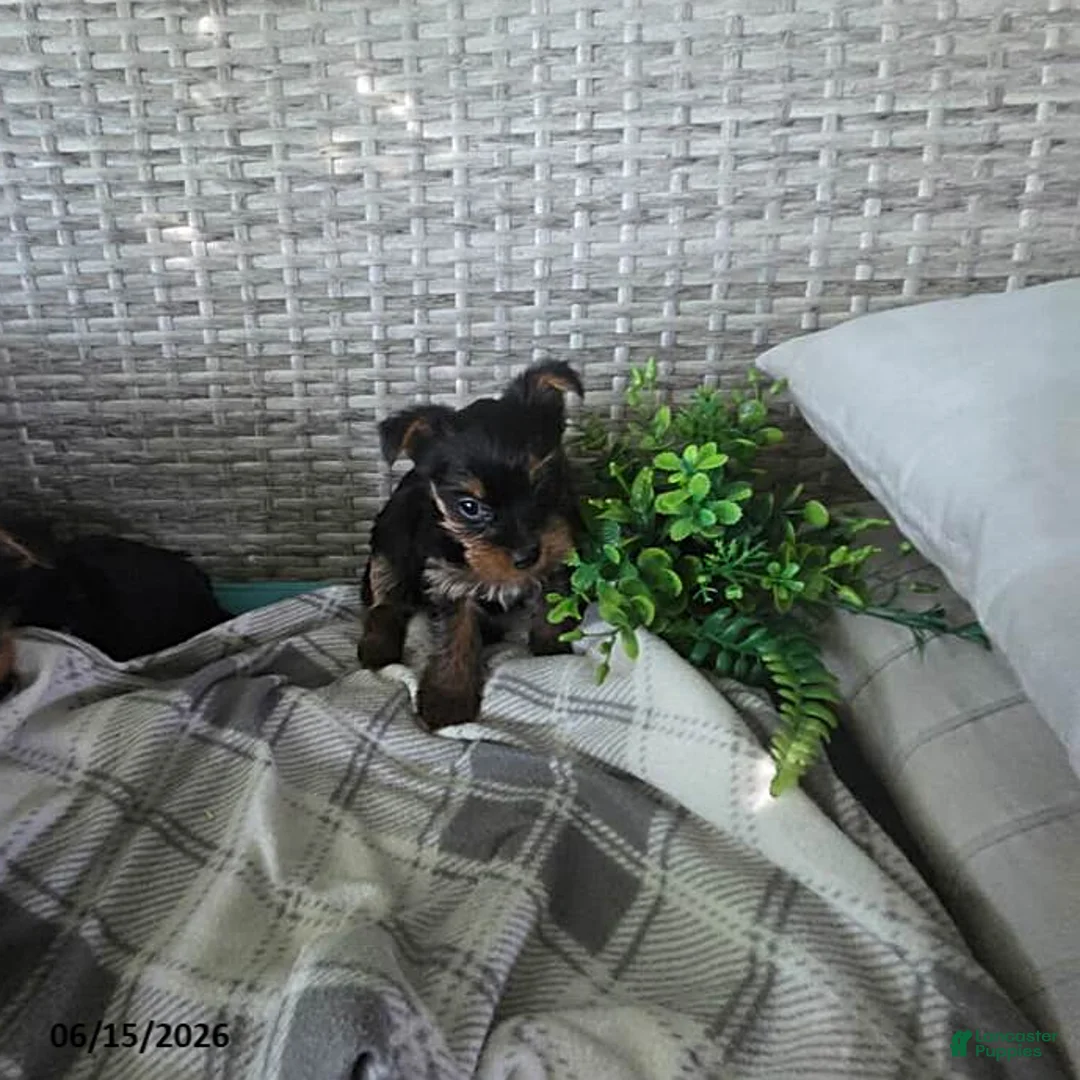 Yorkshire Terrier dogs for sale: Bonnie - Ad 1