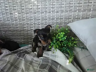 Yorkshire Terrier dogs Bonnie - Ad 41