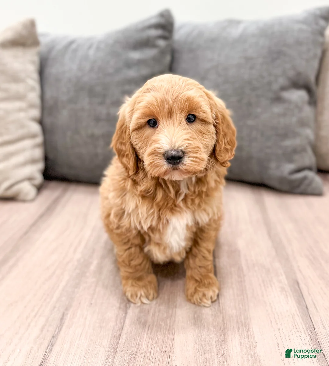Labradoodle dogs for sale: Jazz - Ad 1