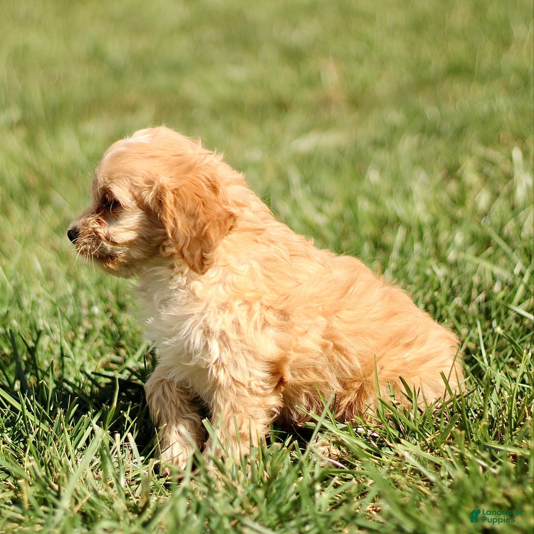Cavapoo dogs for sale: Kenny - Ad 2
