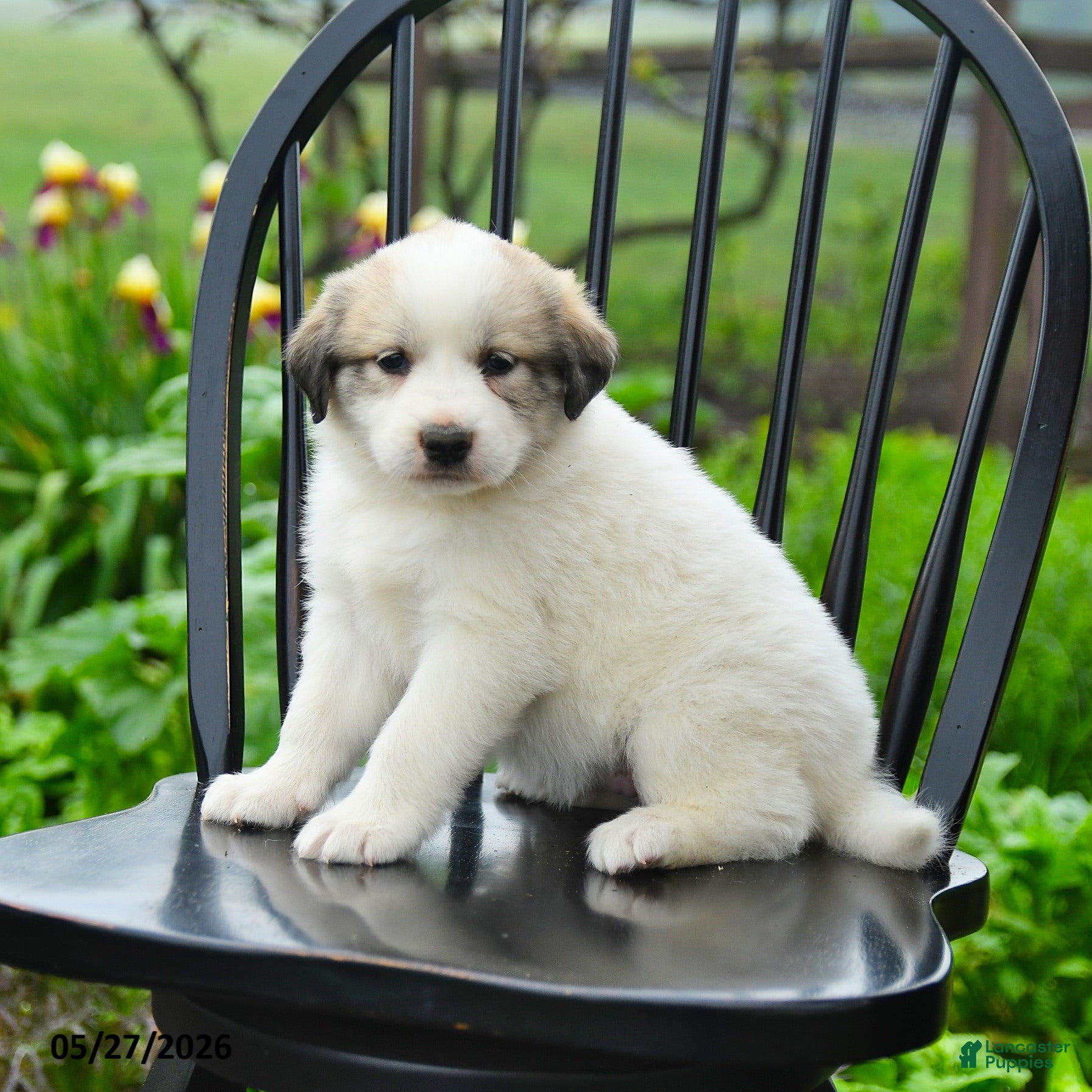 Great Pyrenees dogs Praline - Ad 1