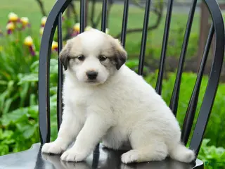Great Pyrenees dogs for sale: Praline - Ad 2