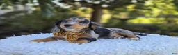 Miniature Dachshund dogs for sale: Trickster - Ad 5