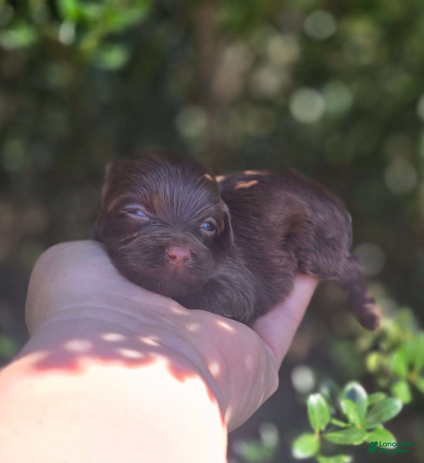 Maltipoo dogs Ember - Ad 42