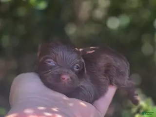 Maltipoo dogs Ember - Ad 42