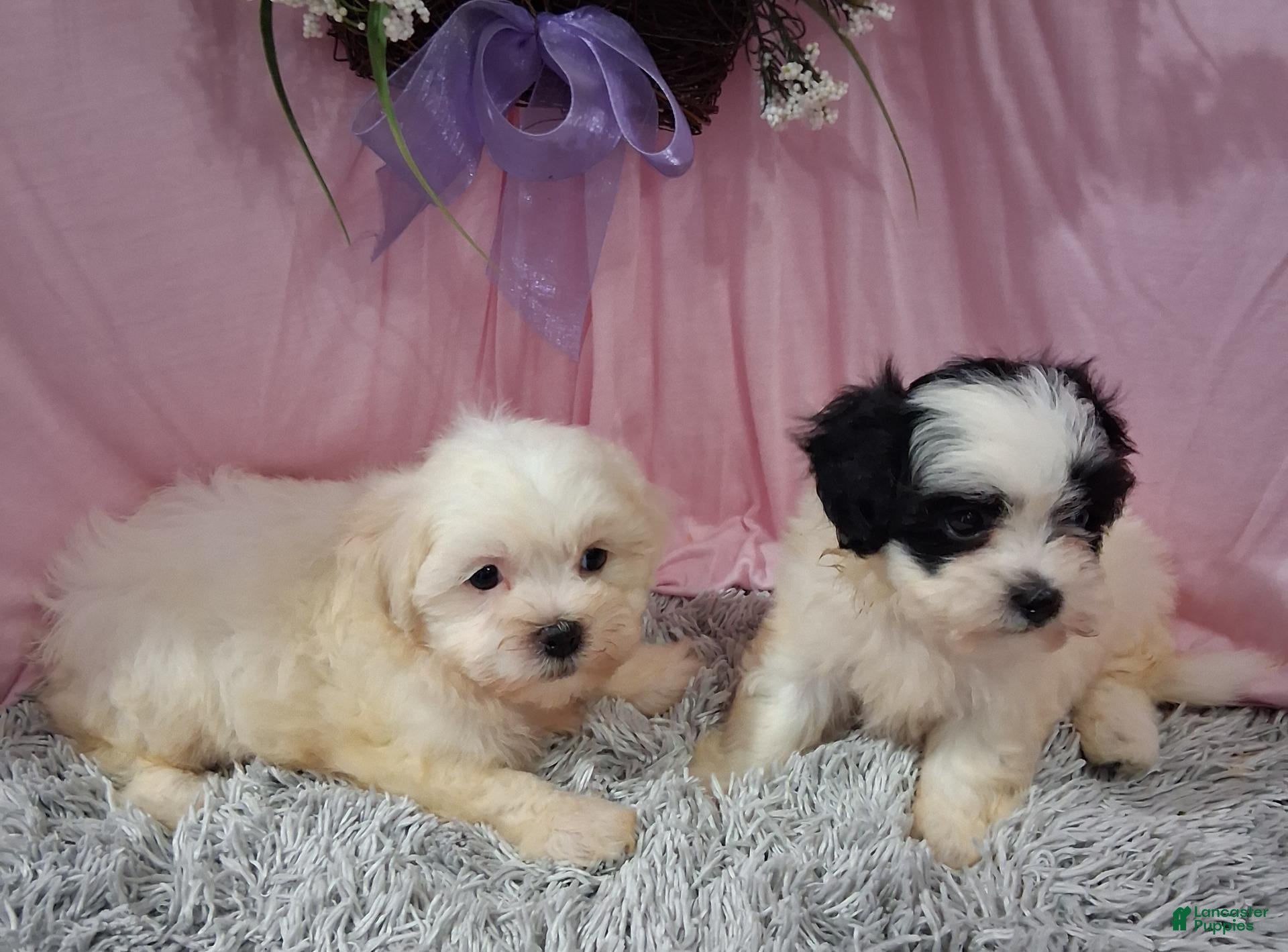 Teddy Bear dogs Teddy Bear 1 - Ad 2