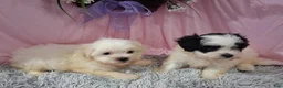 Teddy Bear dogs for sale: Teddy Bear 3 - Ad 2