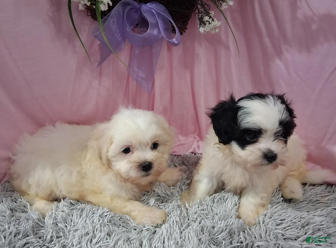 Teddy Bear dogs for sale: Teddy Bear 3 - Ad 2