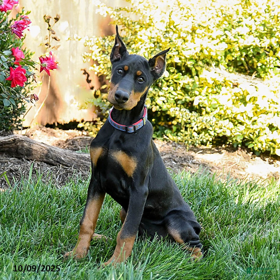 Muscular european Doberman Pinscher Puppies for sale Lancaster