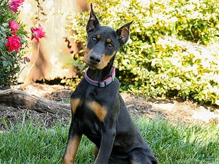 Doberman Pinscher dogs - Ad 8