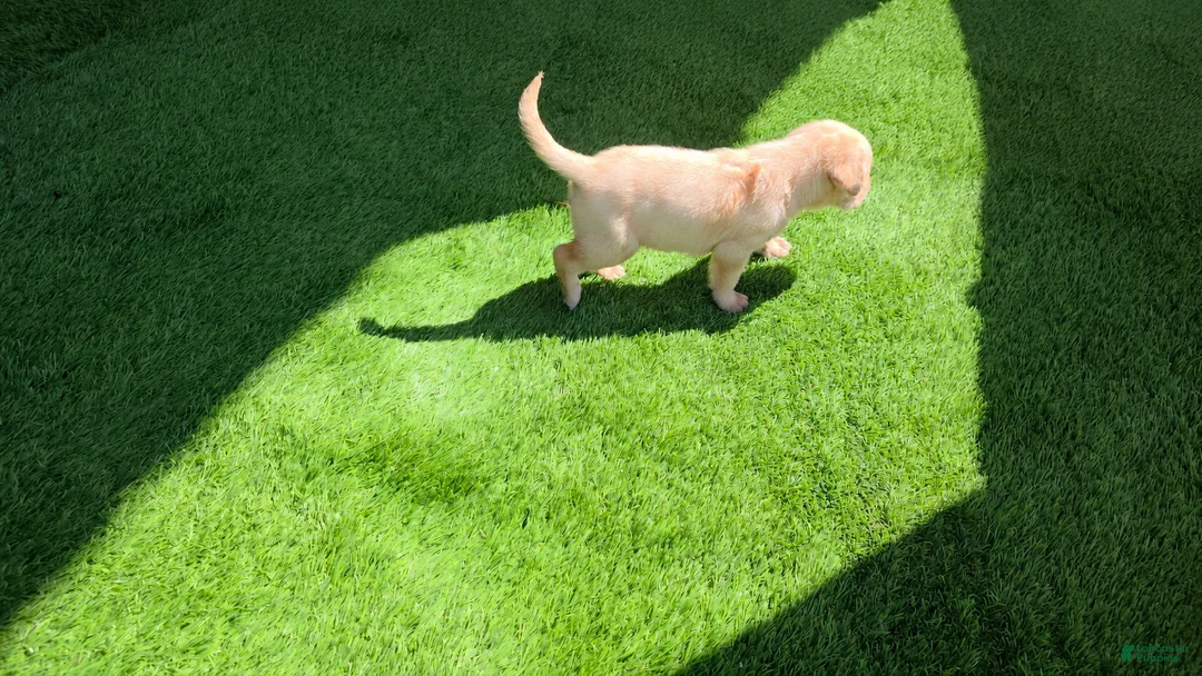 Labrador Retriever dogs for sale: Theo - Ad 2