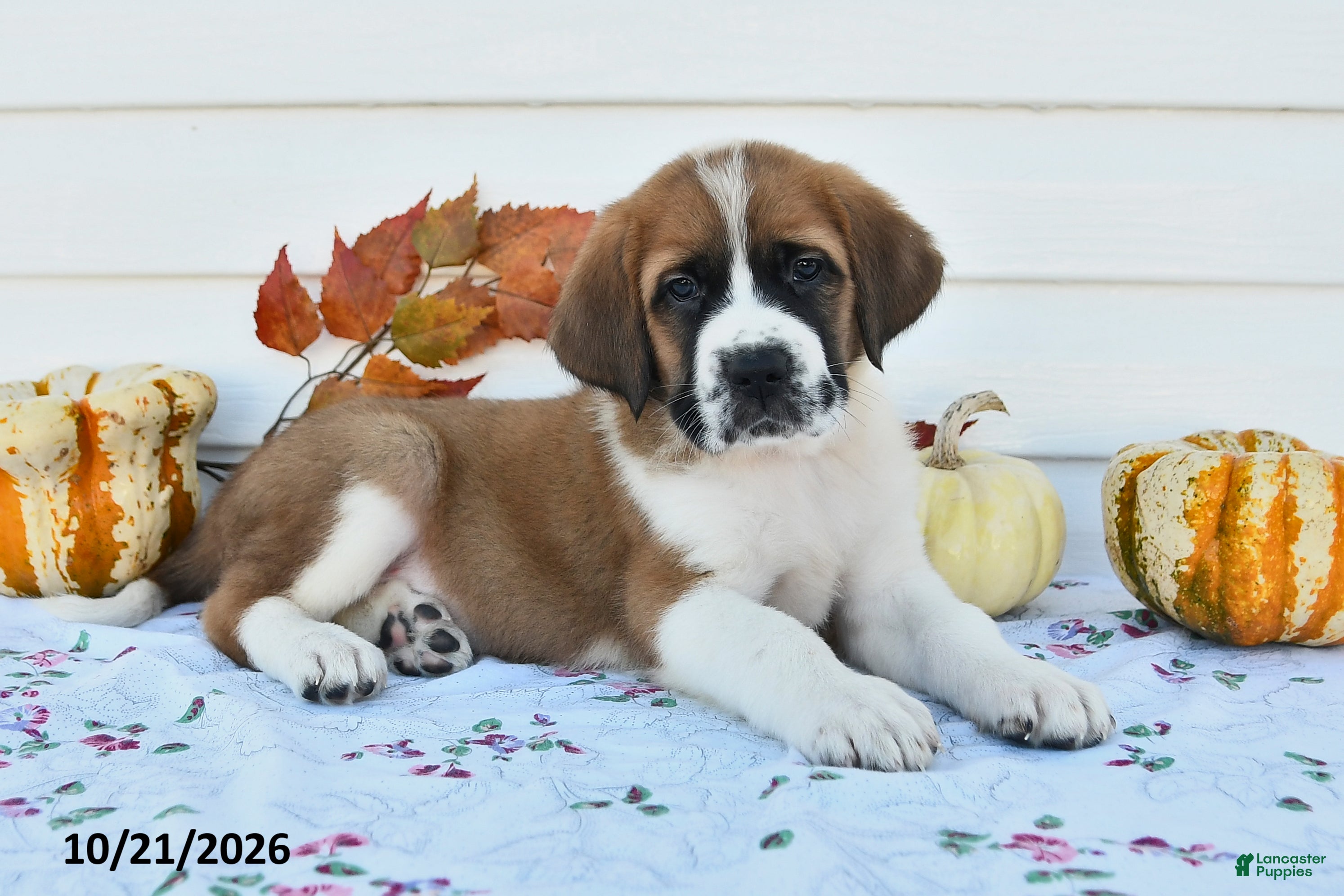 Saint Bernard dogs Willow - Ad 1