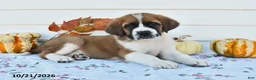 Saint Bernard dogs for sale: Willow - Ad 1