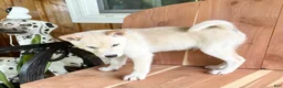 Shiba Inu dogs for sale: Shiba Inu Puppy 4 - Ad 10