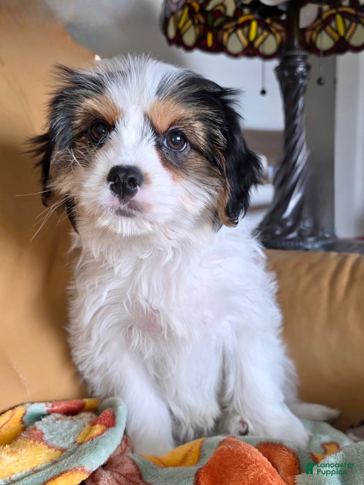 Mixed Breed dogs Mixed Breed Puppy 1 - Ad 2