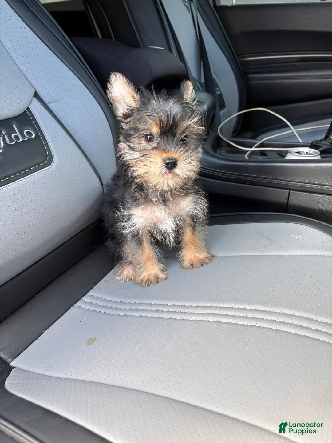 Yorkshire Terrier dogs for sale: muncy - Ad 4