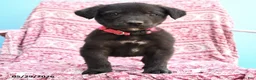 Mixed Breed dogs for sale: Howard - Ad 3