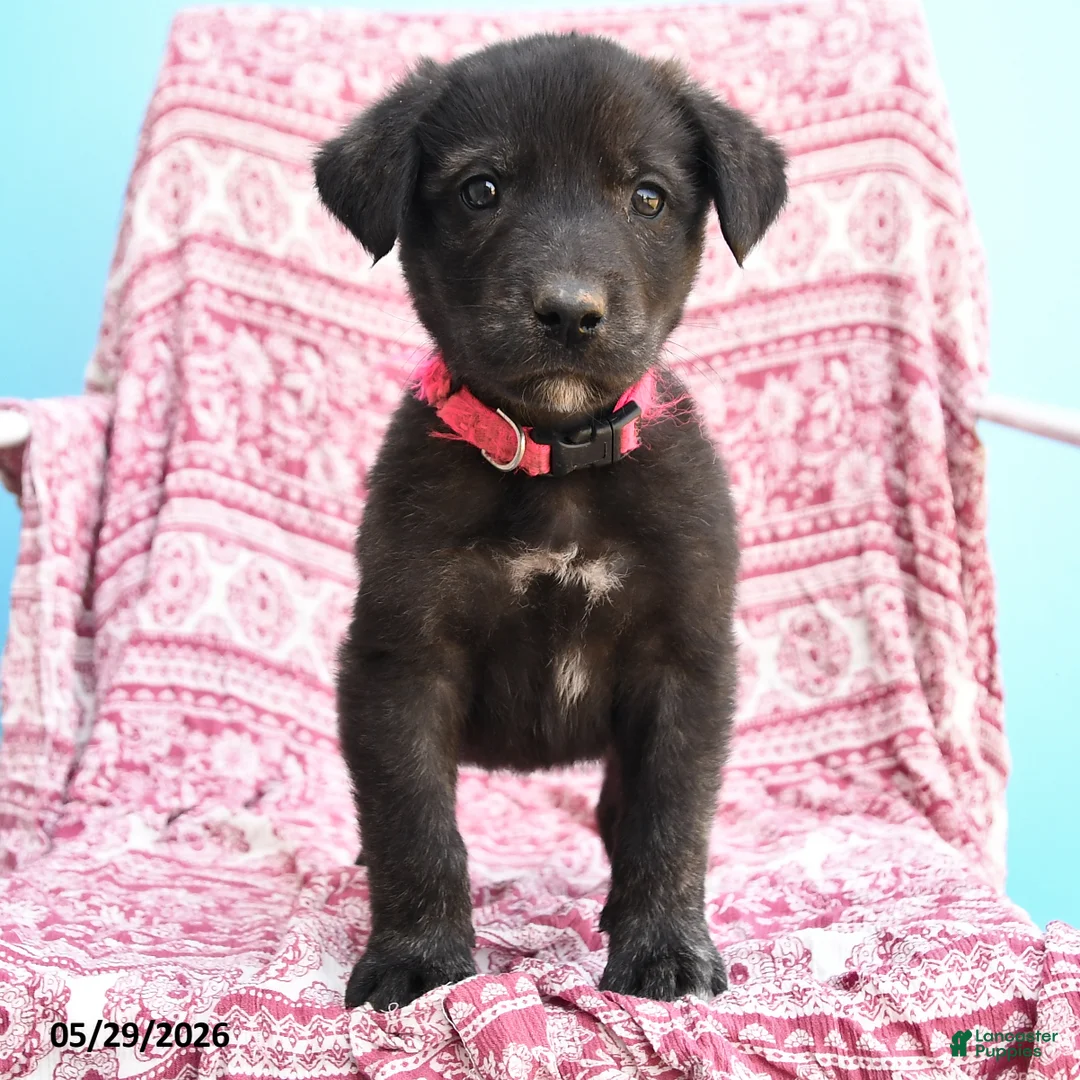 Mixed Breed dogs for sale: Howard - Ad 3