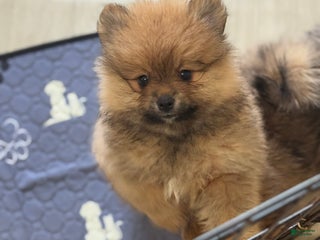 Pomeranian dogs - Ad 8
