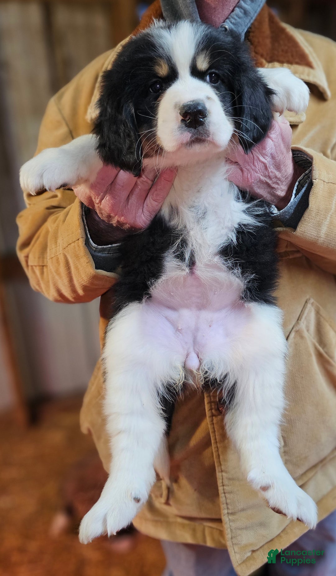 Mixed Breed dogs for sale: Mixed Breed Puppy 1 - Ad 3