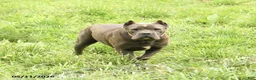 Cane Corso dogs for sale: Rosie - Ad 6