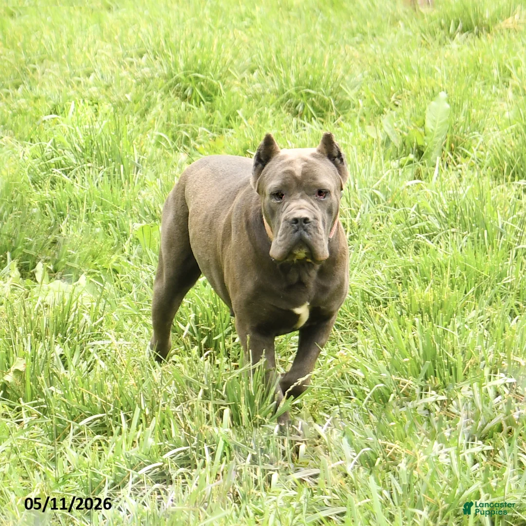 Cane Corso dogs for sale: Rosie - Ad 6