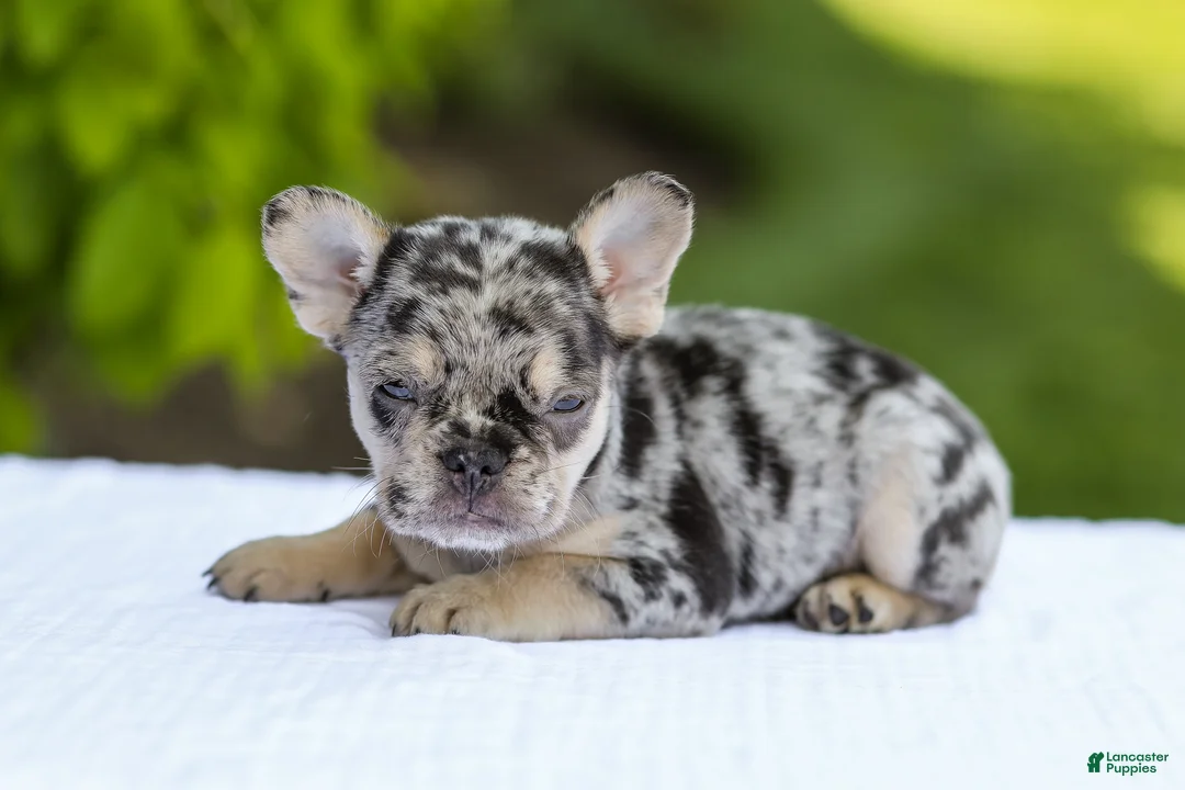 French Bulldog dogs for sale: Joy - Ad 2
